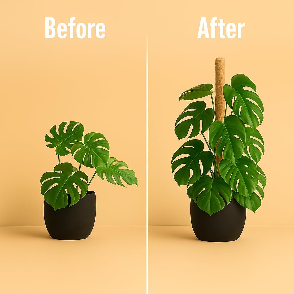 moss-pole-monstera-plant-support-2-pack--6.jpg