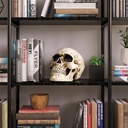 readaeer-resin-skull-human-head-model-fo-5.jpg