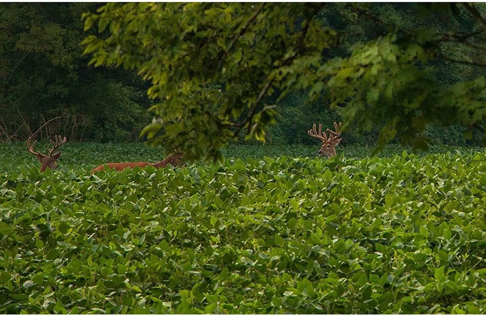 evolved-harvest-throw-gro-no-till-forage-2.jpg