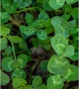 evolved-harvest-throw-gro-no-till-forage-3.jpg