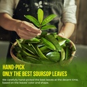 40-premium-soursop-graviola-leaf-tea-bag-6.jpg