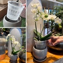 orchid-pot-12-pack-orchid-pots-with-hole-3.jpg