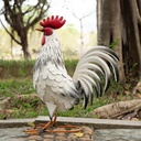 teresas-collections-garden-decor-white-r-3.jpg
