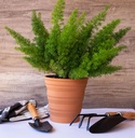 collapsible-silicone-planting-pot-flexpo-6.jpg
