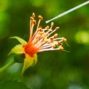 pollinator-brush-for-plantshand-pollinat-6.jpg