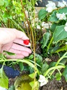 rain-bird-sw20-30ps-drip-irrigation-spot-6.jpg