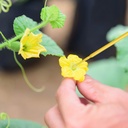 100pcs-portable-pollinator-tools-plant-p-3.jpg