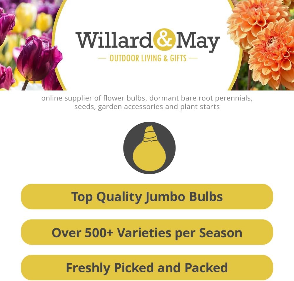 complete-spring-flower-bulb-garden---50--2.jpg