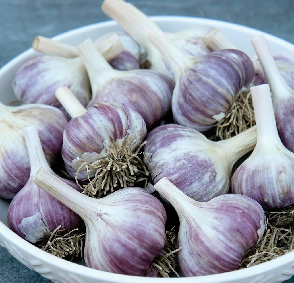 5-pack-of-fresh-purple-garlic-bulb---gre-2.jpg