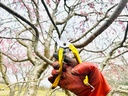bypass-pruning-shears-8-with-65mn-carbon-3.jpg