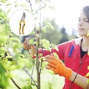 tree-trimmers-secateurs-hand-pruner-gard-6.jpg