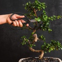 professional-bonsai-butterfly-scissors-p-4.jpg