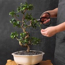 professional-bonsai-butterfly-scissors-p-6.jpg
