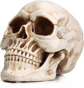 READAEER Resin Skull, Human Head Model for Home Decoration, Halloween Statue, Skull Model for Bookshelf and Desktop (White)