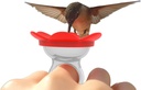 Hummingbird Ring Feeder (Red) - Hand Feed Hummingbirds Right in Your Backyard. Get up Close and Personal with Nature. Proudly Made in The U.S.A. - The Original